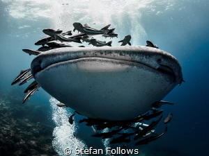 A happy face, a thumping bass for a loving race ... Whale... by Stefan Follows 